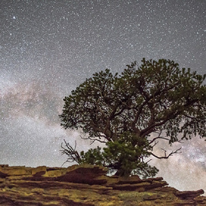 智能优惠券小狼导航
