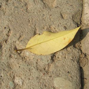 智能优惠券小狼导航
